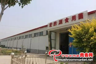 天津茶樹(shù)菇工廠化調(diào)研 探尋市場(chǎng)新機(jī)遇
