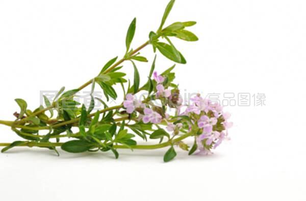 百里香 芳香世界中的迷你花卉