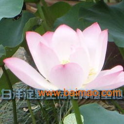 河北荷花苗優(yōu)惠出售——品質(zhì)優(yōu)良，價格親民